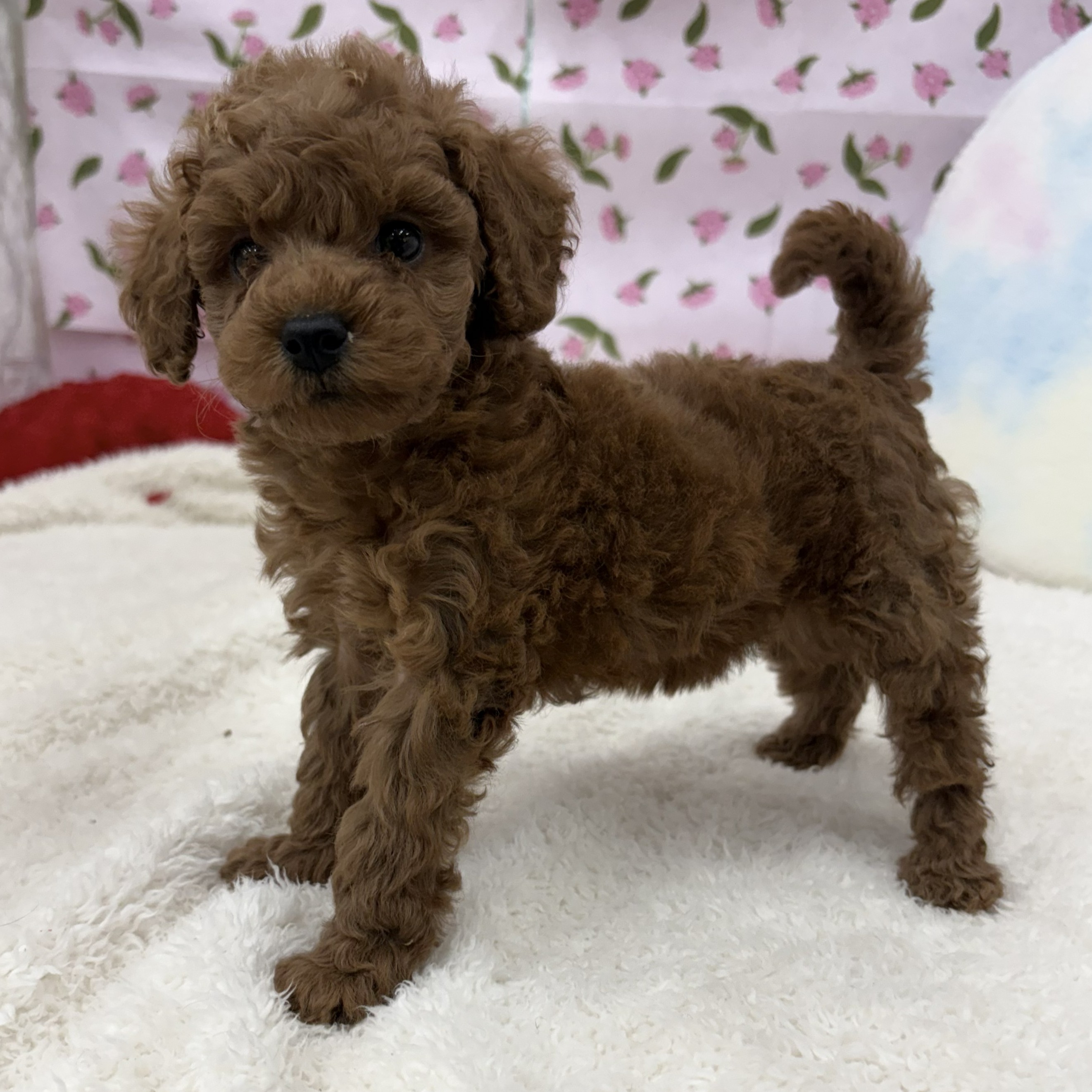 愛知県のトイプードル(トイ) (犬の家＆猫の里エアポートウォーク店/2026年3月15日生まれ/女の子/レッドフォーン)の子犬の4枚目の画像