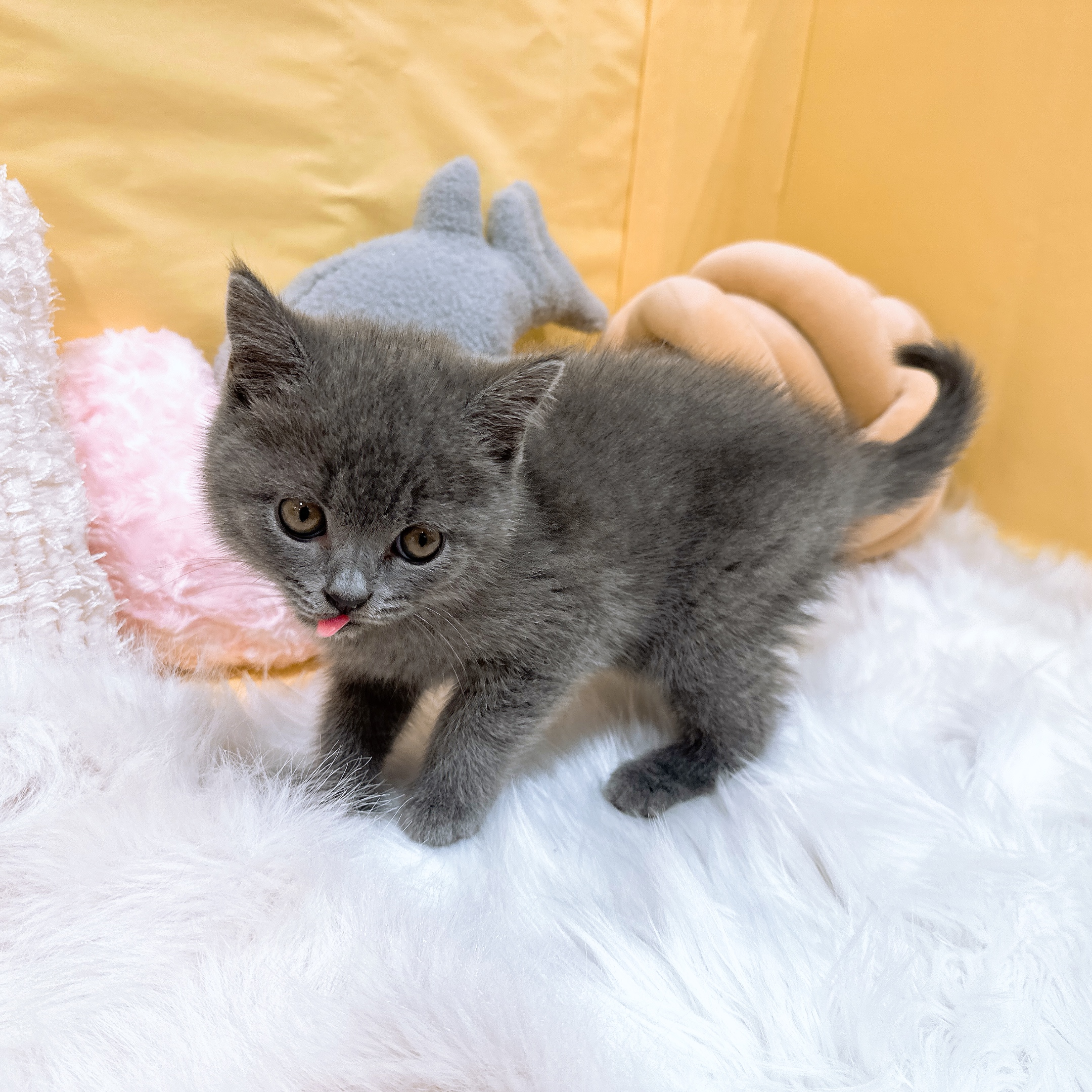 神奈川県のスコティッシュフォールド (犬の家＆猫の里元住吉ブレーメン通り店/2026年3月15日生まれ/男の子/ブルータビー)の子猫の4枚目の画像