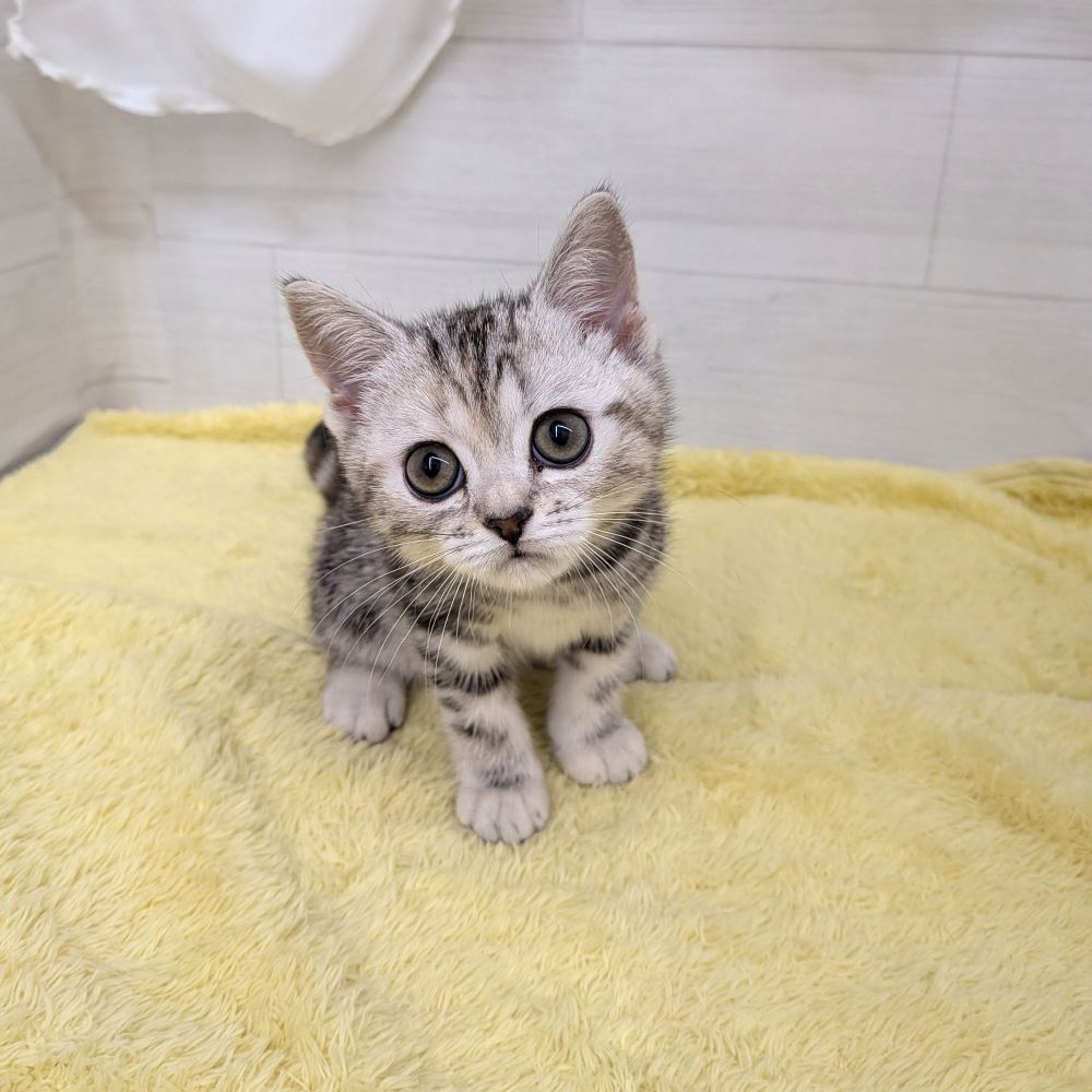 愛知県のアメリカンショートヘアー (犬の家＆猫の里碧南店/2026年3月14日生まれ/女の子/シルバーパッチドタビー)の子猫の4枚目の画像