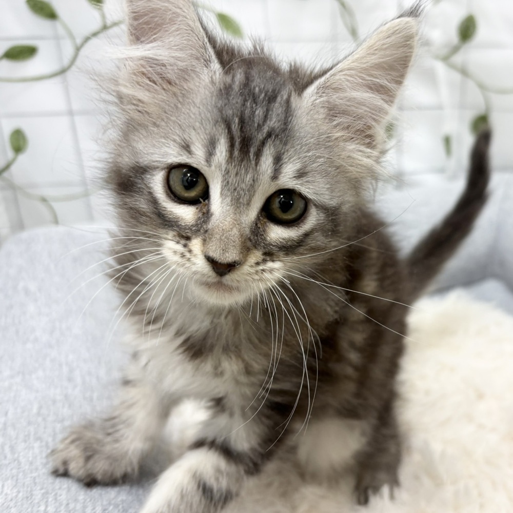 長野県のメインクーン (犬の家＆猫の里塩尻店/2026年3月15日生まれ/男の子/シルバータビー)の子猫の4枚目の画像