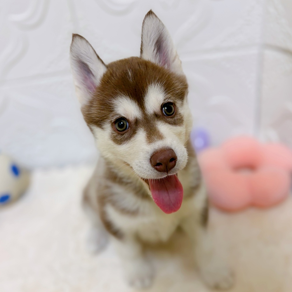 愛知県のシベリアンハスキーの子犬を価格や特徴で探す|ペットショップ