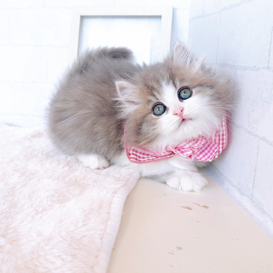石川県のミヌエット (犬の家＆猫の里金沢店/2026年3月13日生まれ/女の子/ブルーパッチドタビーホワイト)の子猫の1枚目の画像