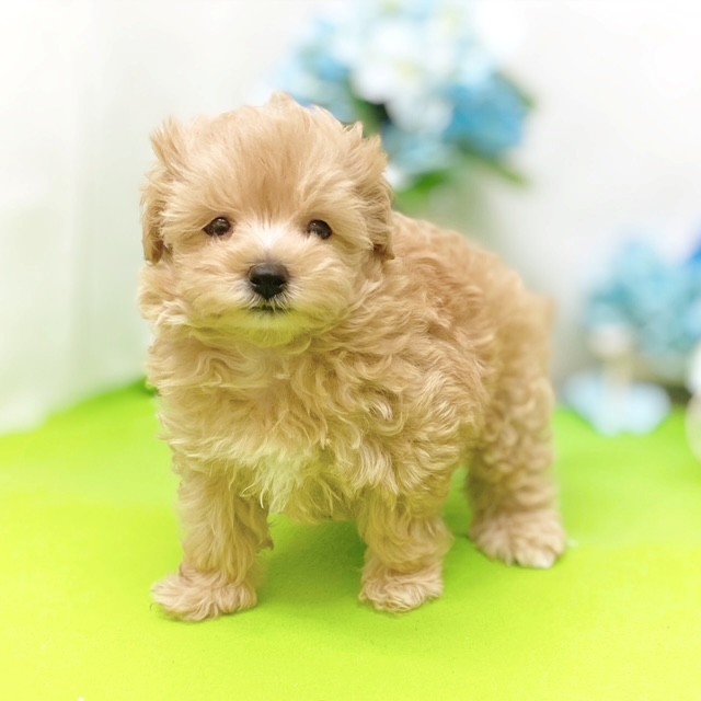 静岡県のマルプー(マルチーズ×プードル) (犬の家＆猫の里藤枝店/2026年3月12日生まれ/男の子/アプリコット)の子犬の4枚目の画像