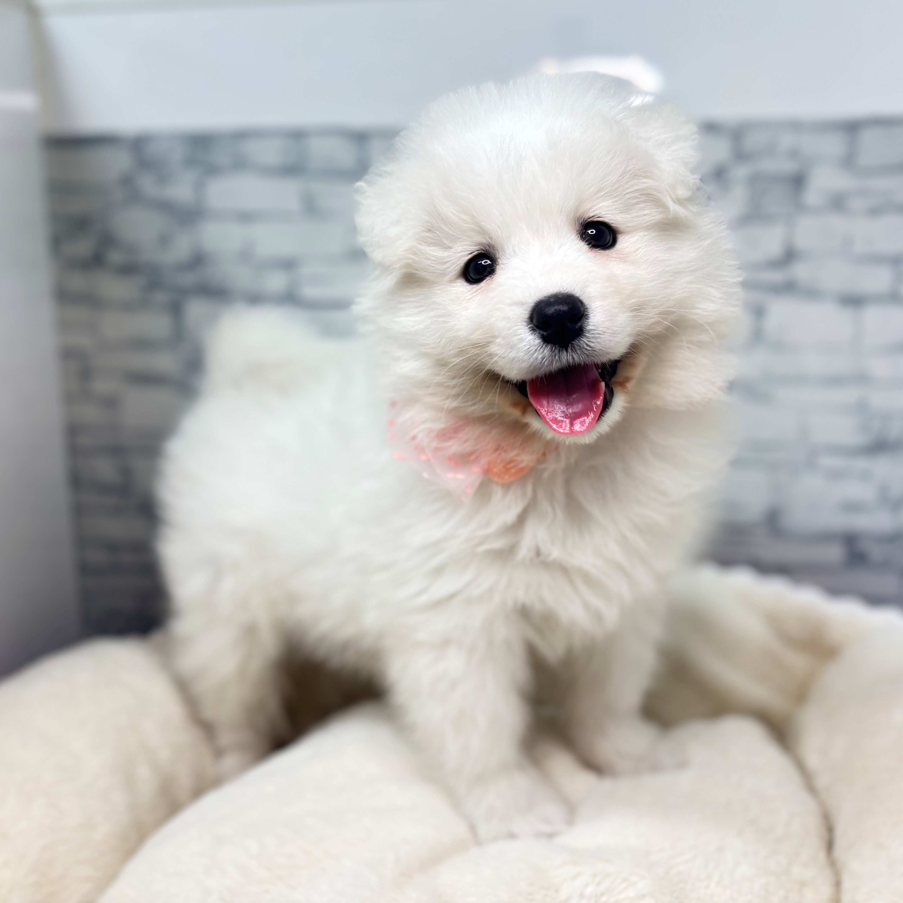 長野県のサモエド (犬の家＆猫の里長野店/2026年3月15日生まれ/女の子/ホワイト)の子犬の4枚目の画像