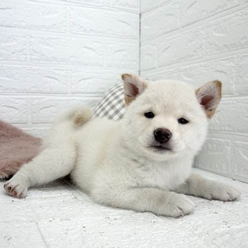愛知県の柴犬(標準サイズ) (犬の家＆猫の里豊川インター店/2026年3月17日生まれ/女の子/白)の子犬の4枚目の画像