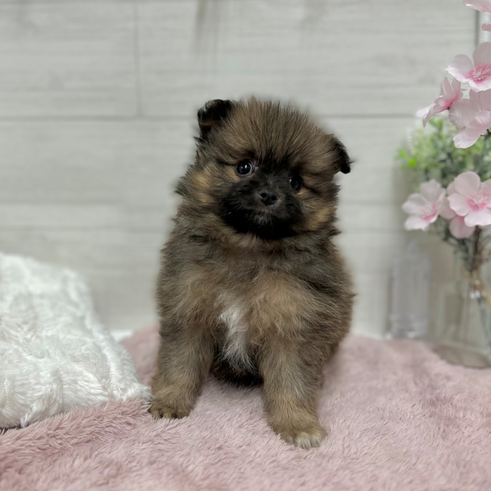 神奈川県のポメラニアン (犬の家＆猫の里相模原店/2026年3月15日生まれ/男の子/セーブルオレンジ)の子犬の4枚目の画像