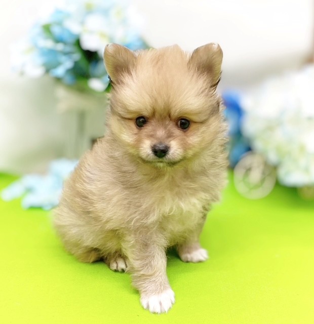 静岡県のポメラニアン (犬の家＆猫の里藤枝店/2026年3月15日生まれ/男の子/オレンジセーブル)の子犬の4枚目の画像