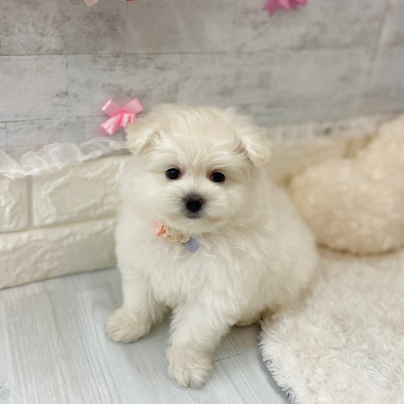 ハーフ犬女の子の写真