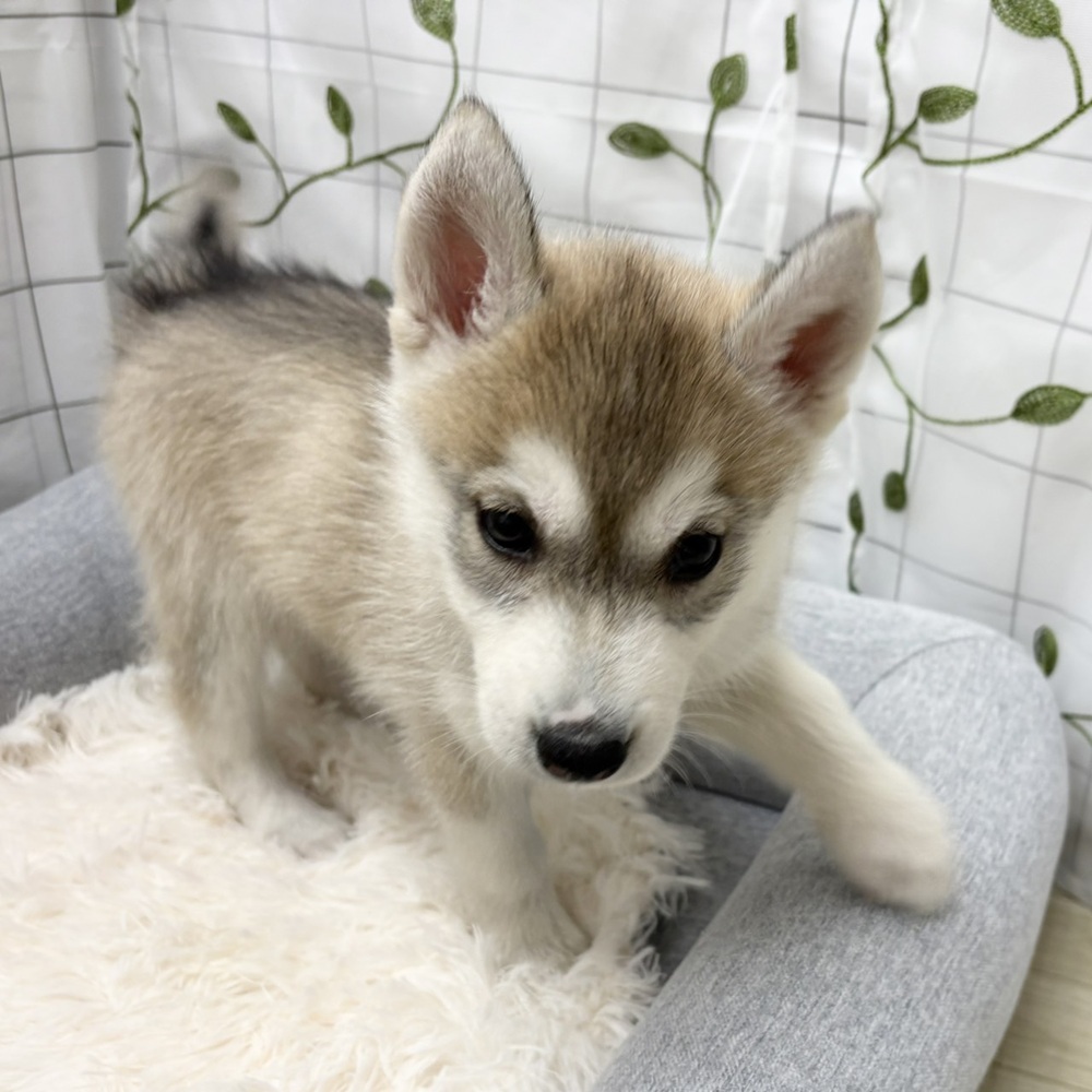 長野県のシベリアンハスキー (犬の家＆猫の里塩尻店/2026年3月10日生まれ/女の子/シルバーホワイト)の子犬の4枚目の画像