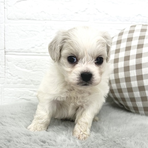 愛知県のハーフ犬・ミックス犬 (犬の家＆猫の里豊川インター店/2026年3月17日生まれ/男の子/ホワイト)の子犬の4枚目の画像