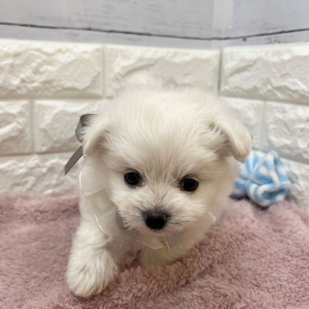 静岡県のポメビション(ポメラニアン×ビションフリーゼ) (犬の家＆猫の里アミーゴ浜松和田店/2026年3月11日生まれ/男の子/ホワイト)の子犬の4枚目の画像