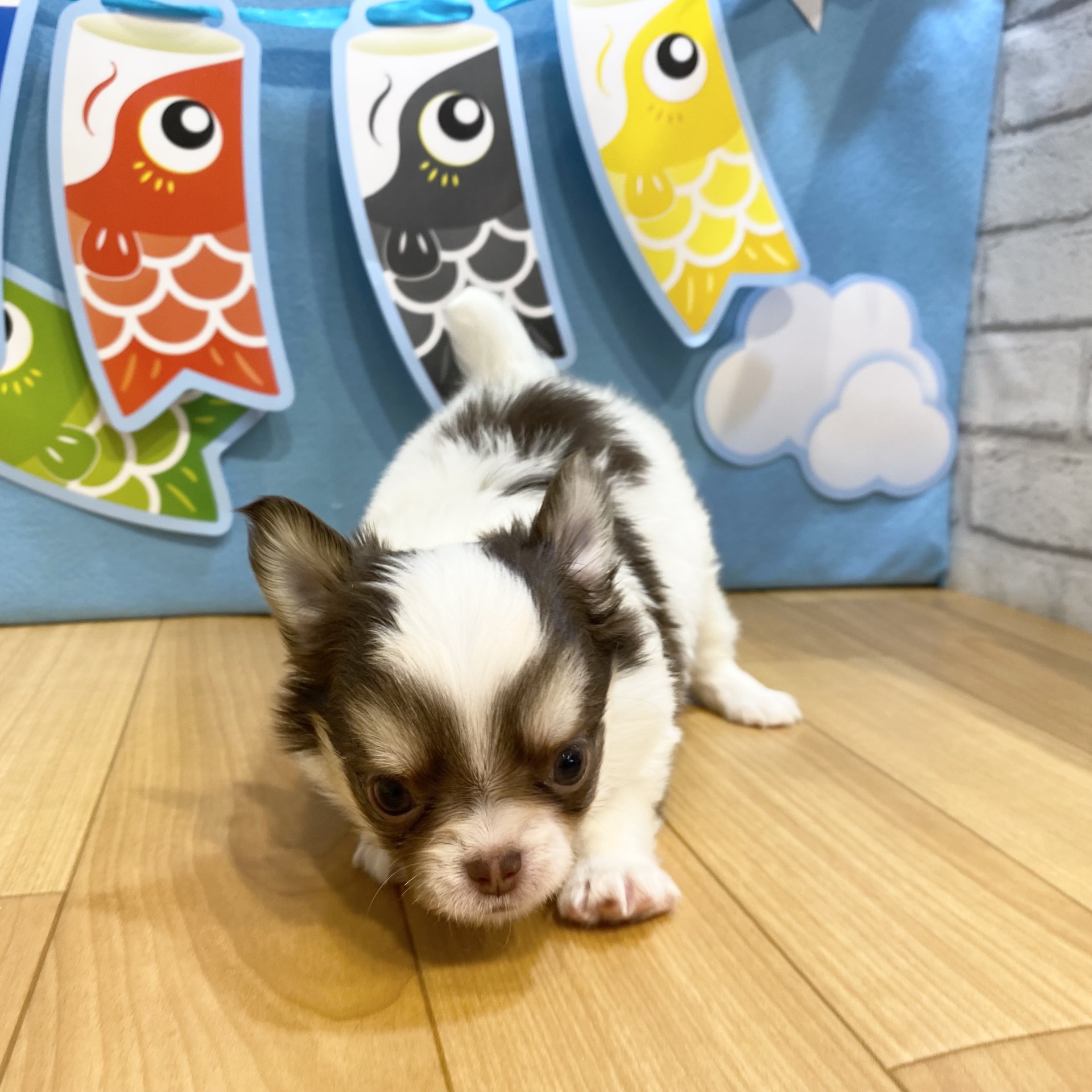 長野県のチワワ(ロング) (犬の家＆猫の里カインズ梓川店/2026年3月17日生まれ/男の子/ホワイトチョコレートタン)の子犬の4枚目の画像