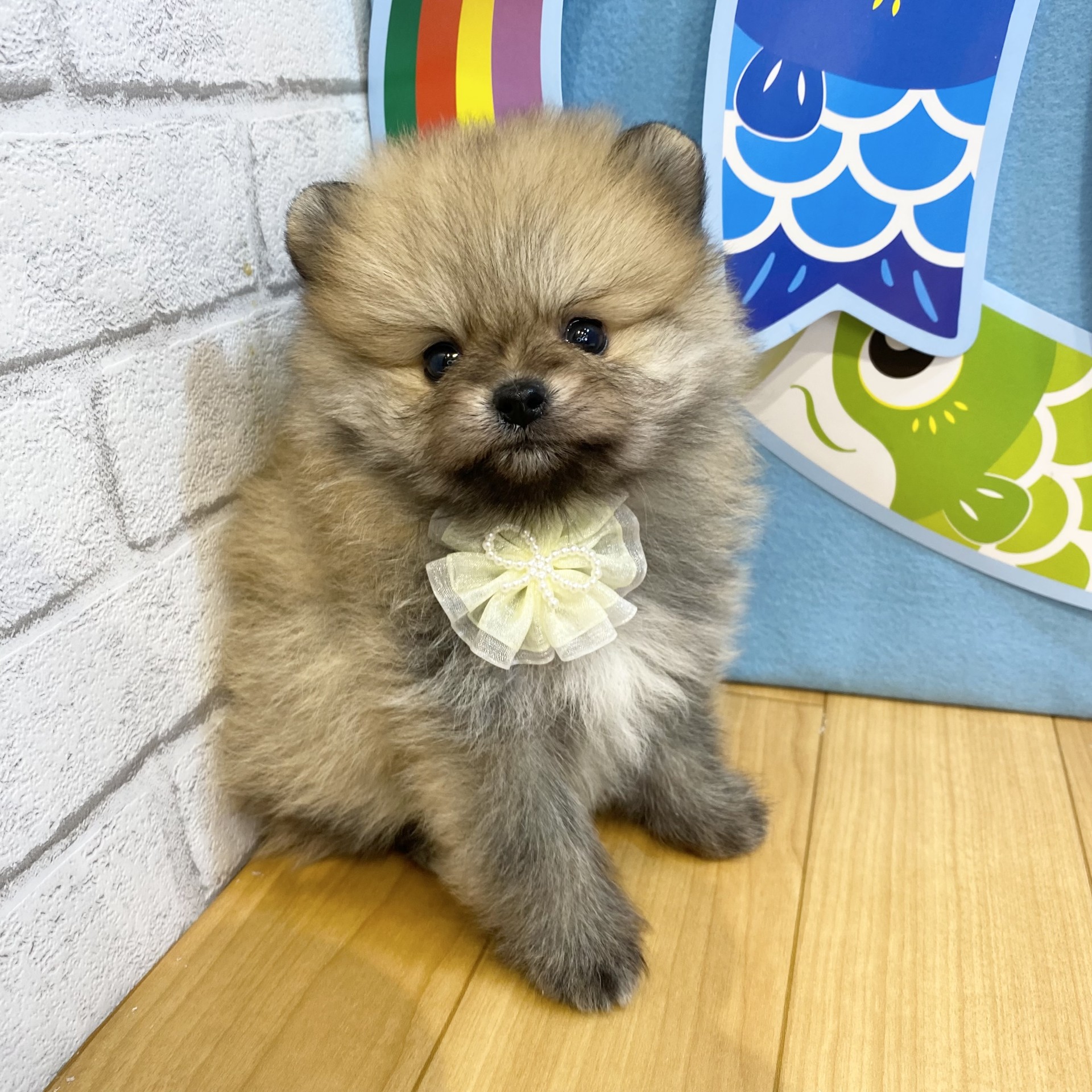 長野県のポメラニアン (犬の家＆猫の里カインズ梓川店/2026年3月17日生まれ/女の子/オレンジ)の子犬の4枚目の画像