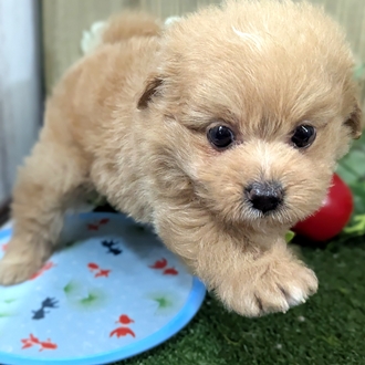 神奈川県のポメプー(ポメラニアン×プードル) (犬の家＆猫の里小田原店/2026年3月16日生まれ/女の子/アプリコット)の子犬の4枚目の画像