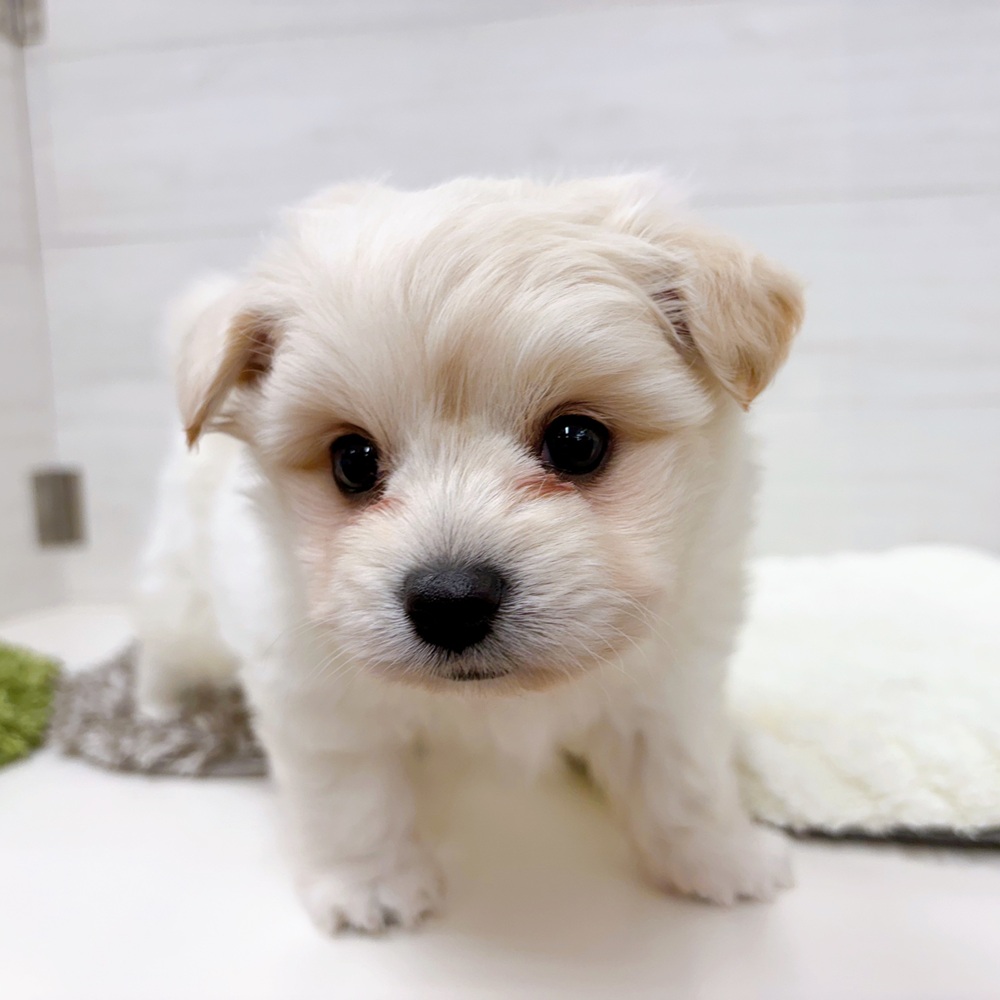 石川県のポメビション(ポメラニアン×ビションフリーゼ) (犬の家＆猫の里アミーゴ金沢おこばた店/2026年3月15日生まれ/男の子/ホワイト)の子犬の4枚目の画像