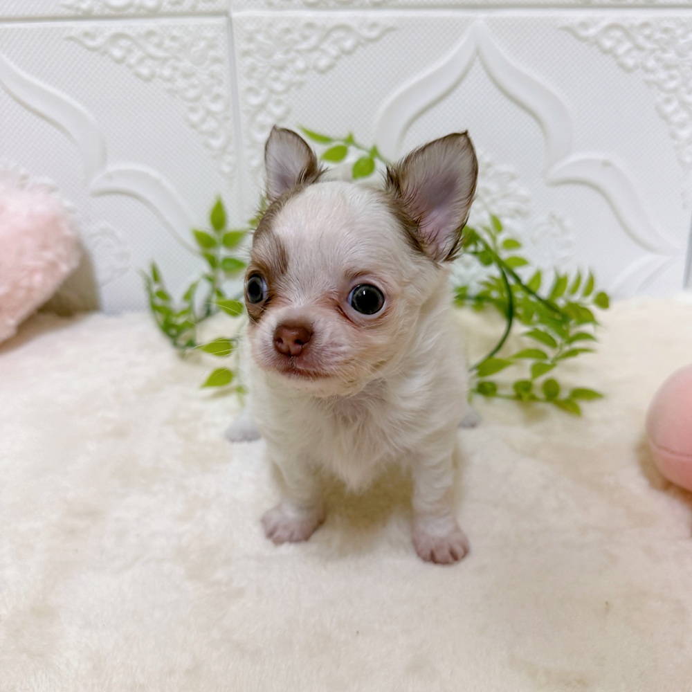 愛知県のチワワ(ロング) (犬の家＆猫の里岡崎店/2026年3月17日生まれ/男の子/チョコレートホワイト)の子犬の4枚目の画像