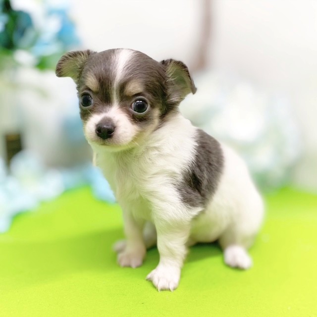 静岡県のチワワ(ロング) (犬の家＆猫の里藤枝店/2026年3月17日生まれ/男の子/ホワイトブルータン)の子犬の4枚目の画像