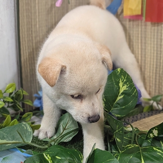 神奈川県の柴犬(標準サイズ) (犬の家＆猫の里小田原店/2026年3月15日生まれ/女の子/白)の子犬の4枚目の画像