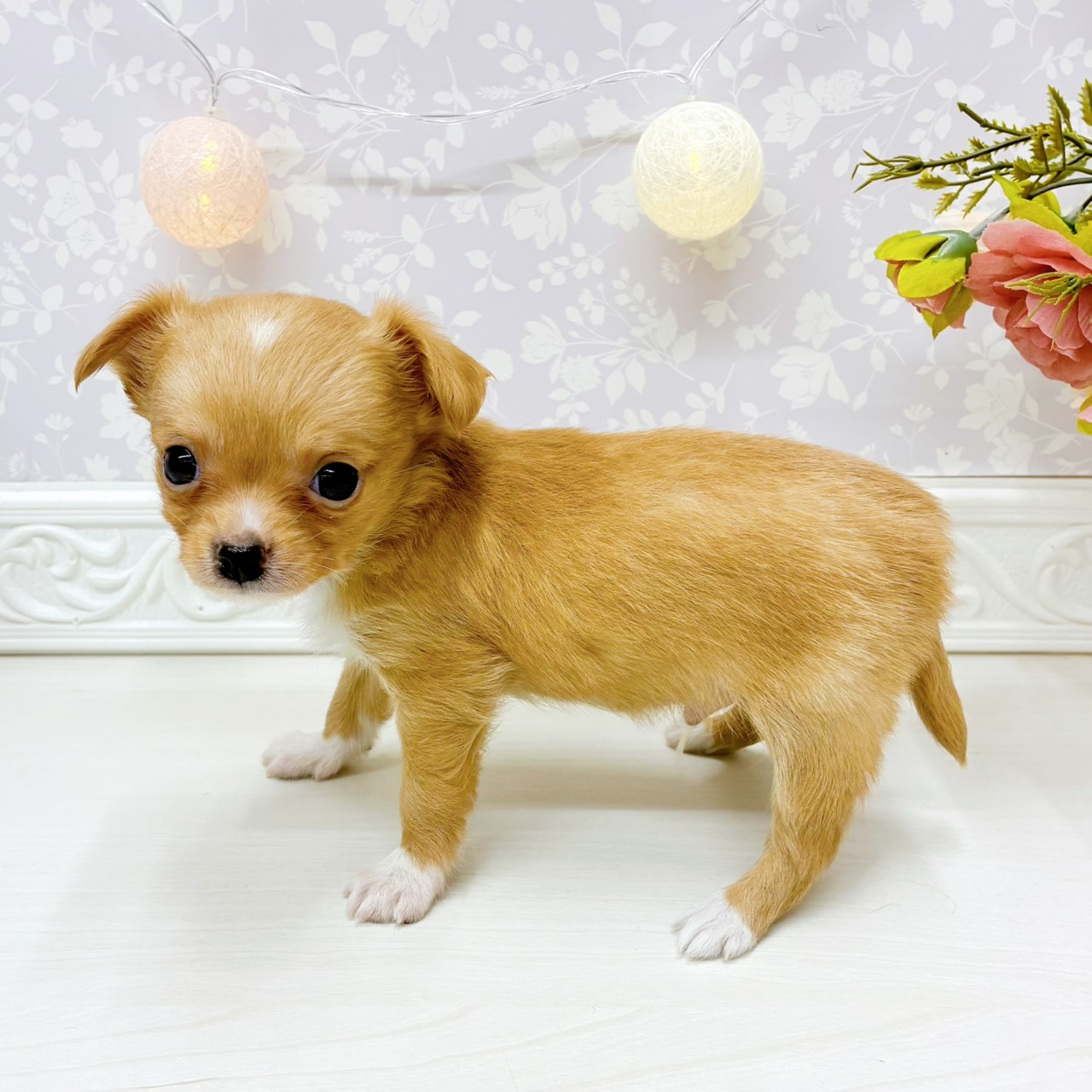 富山県のチワワ(ロング) (犬の家＆猫の里アミーゴ山室店/2026年3月17日生まれ/男の子/クリームホワイト)の子犬の4枚目の画像
