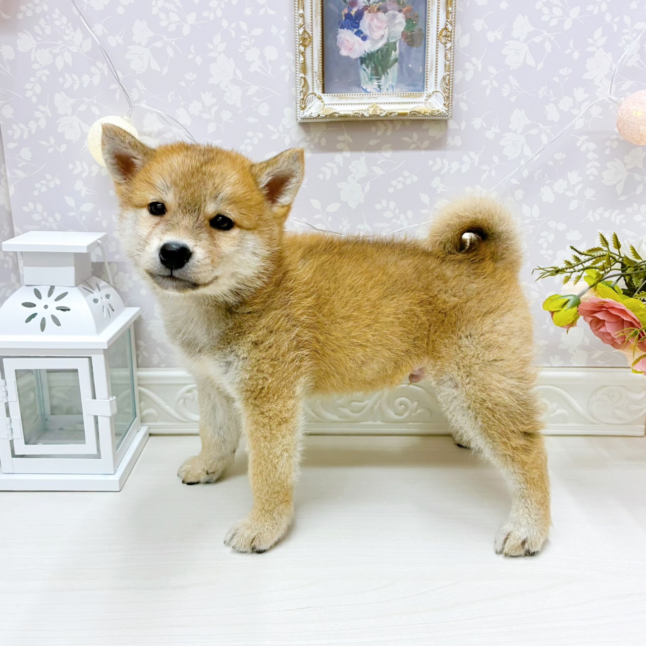 富山県の柴犬(標準サイズ) (犬の家＆猫の里アミーゴ山室店/2026年3月15日生まれ/男の子/赤)の子犬の4枚目の画像