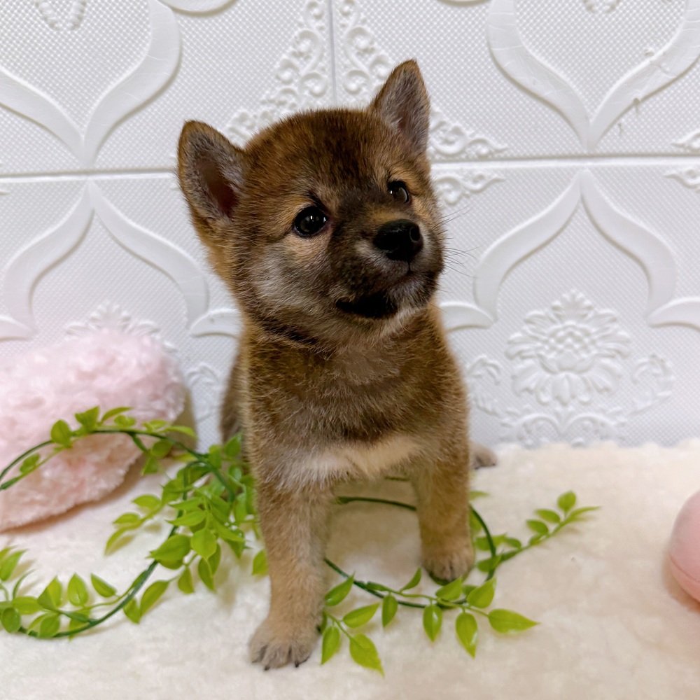 愛知県の柴犬(標準サイズ) (犬の家＆猫の里岡崎店/2026年3月15日生まれ/男の子/赤)の子犬の4枚目の画像