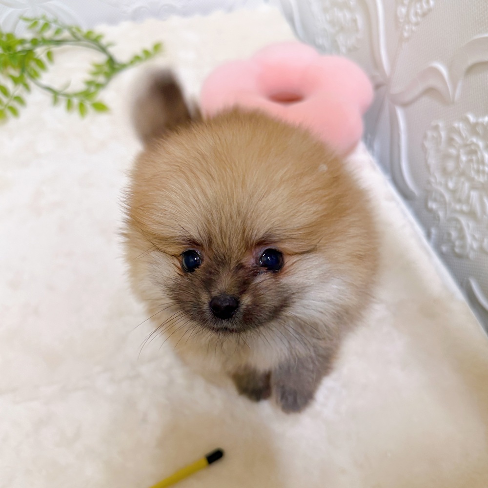 愛知県のポメラニアン (犬の家＆猫の里岡崎店/2026年3月16日生まれ/男の子/オレンジ)の子犬の4枚目の画像