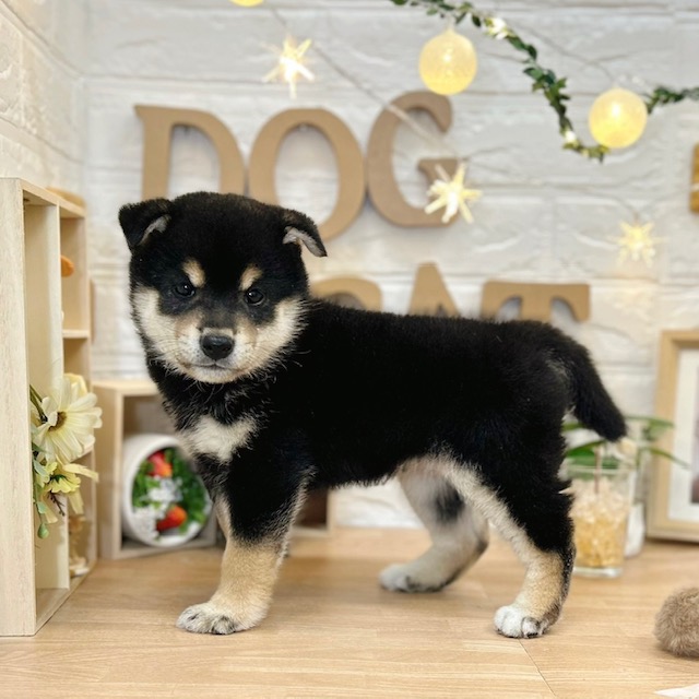 千葉県の柴犬(標準サイズ) (犬の家＆猫の里ワンズモール稲毛店/2026年3月17日生まれ/男の子/黒)の子犬の4枚目の画像