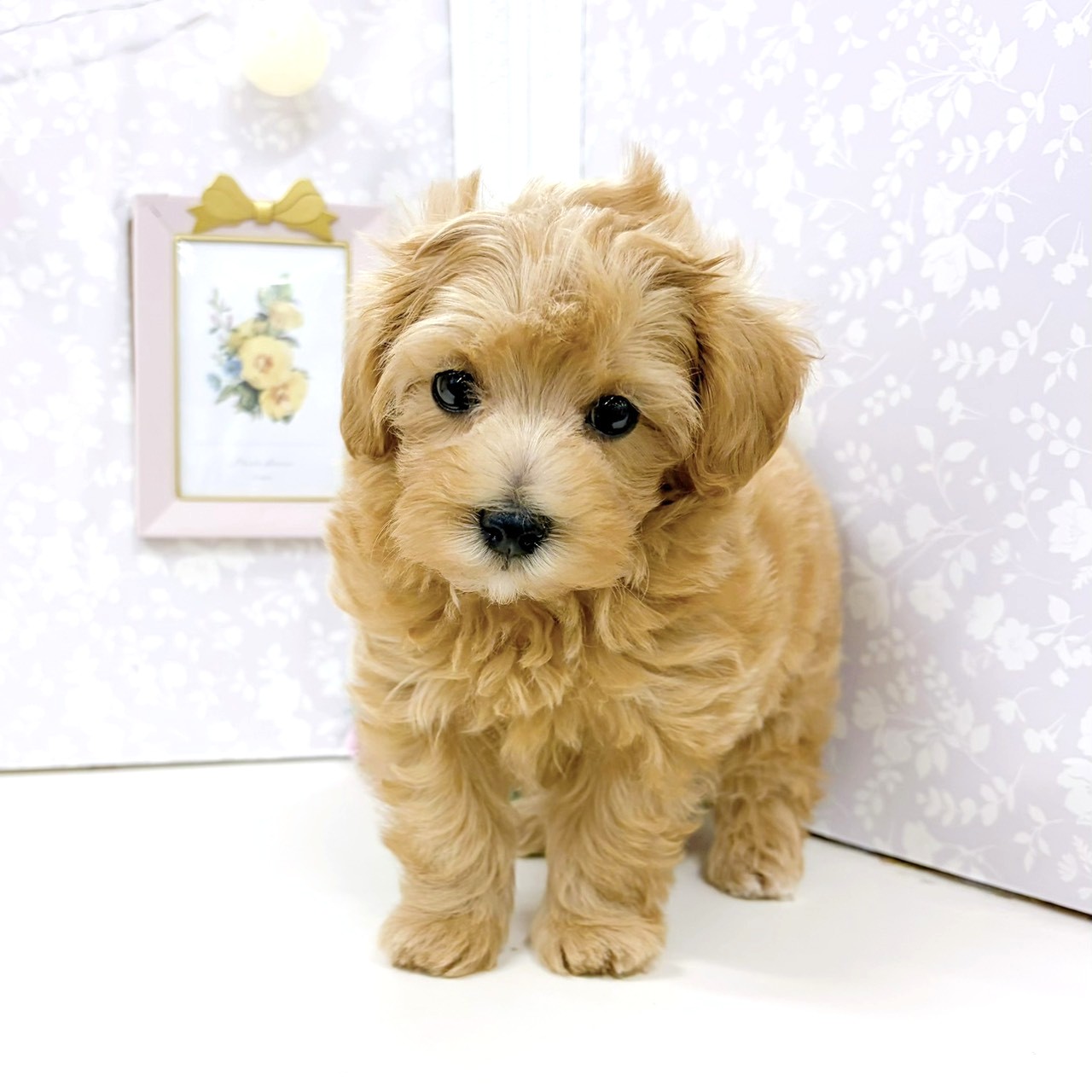富山県のマルプー(マルチーズ×プードル) (犬の家＆猫の里アミーゴ高岡蓮花寺店/2026年3月16日生まれ/男の子/アプリコット)の子犬の4枚目の画像