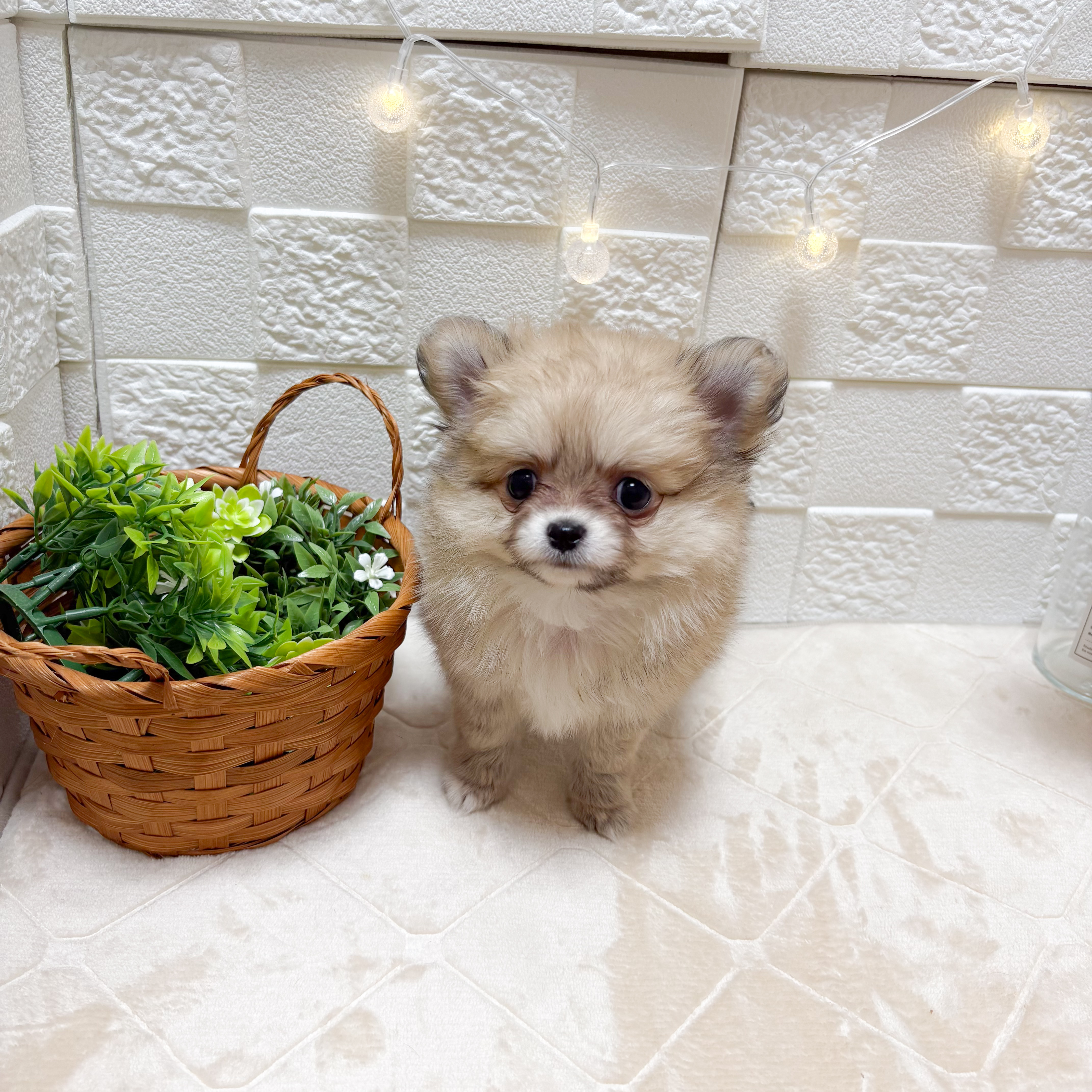 東京都のポメチワ/チワポメ/ポメチー(ポメラニアン×チワワ) (犬の家＆猫の里ペットフォレスト小平店/2026年3月16日生まれ/女の子/クリーム)の子犬の4枚目の画像