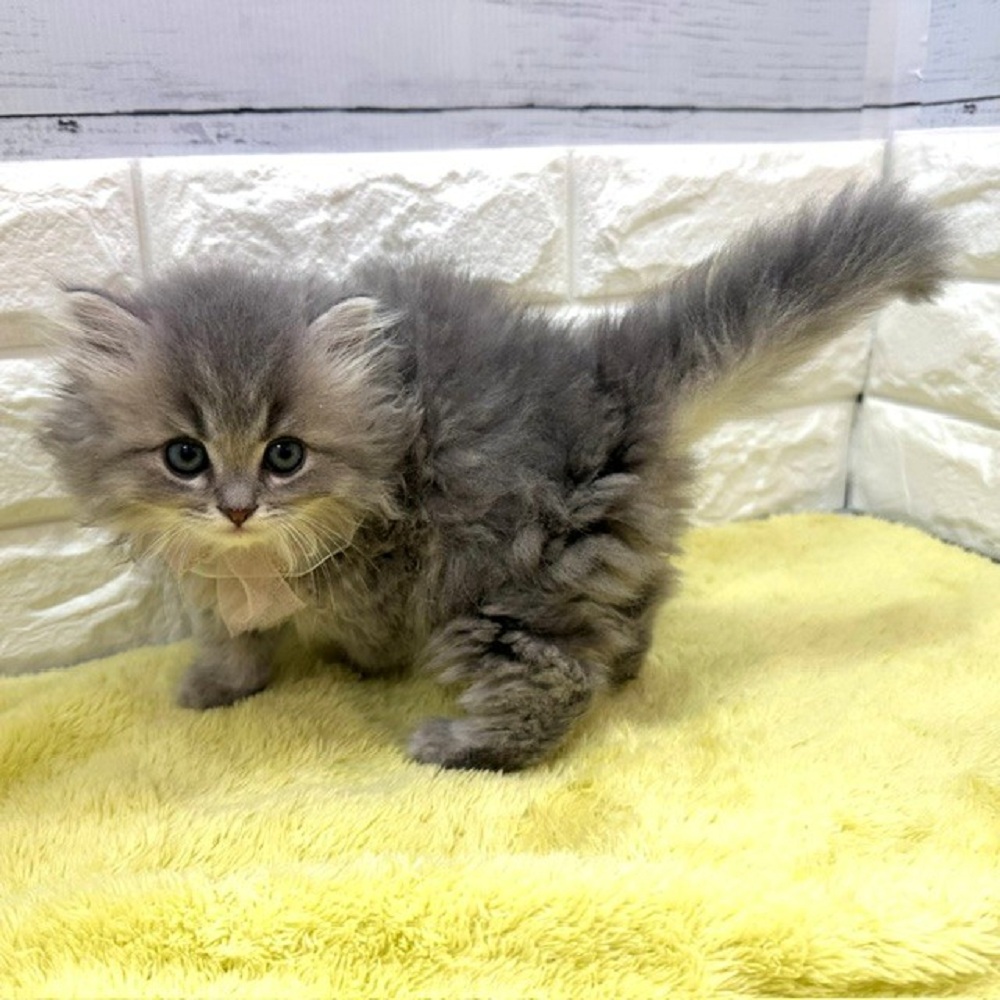 静岡県のミヌエット (犬の家＆猫の里アミーゴ浜松和田店/2026年3月17日生まれ/男の子/ブルーチンチラゴールデン)の子猫の4枚目の画像
