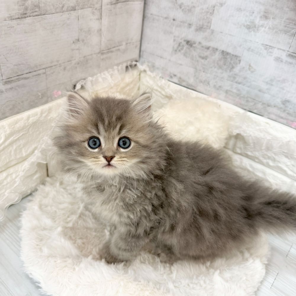 静岡県のミヌエット (犬の家＆猫の里プレ葉ウォーク浜北店/2026年3月17日生まれ/男の子/ブルーチンチラゴールデン)の子猫の4枚目の画像