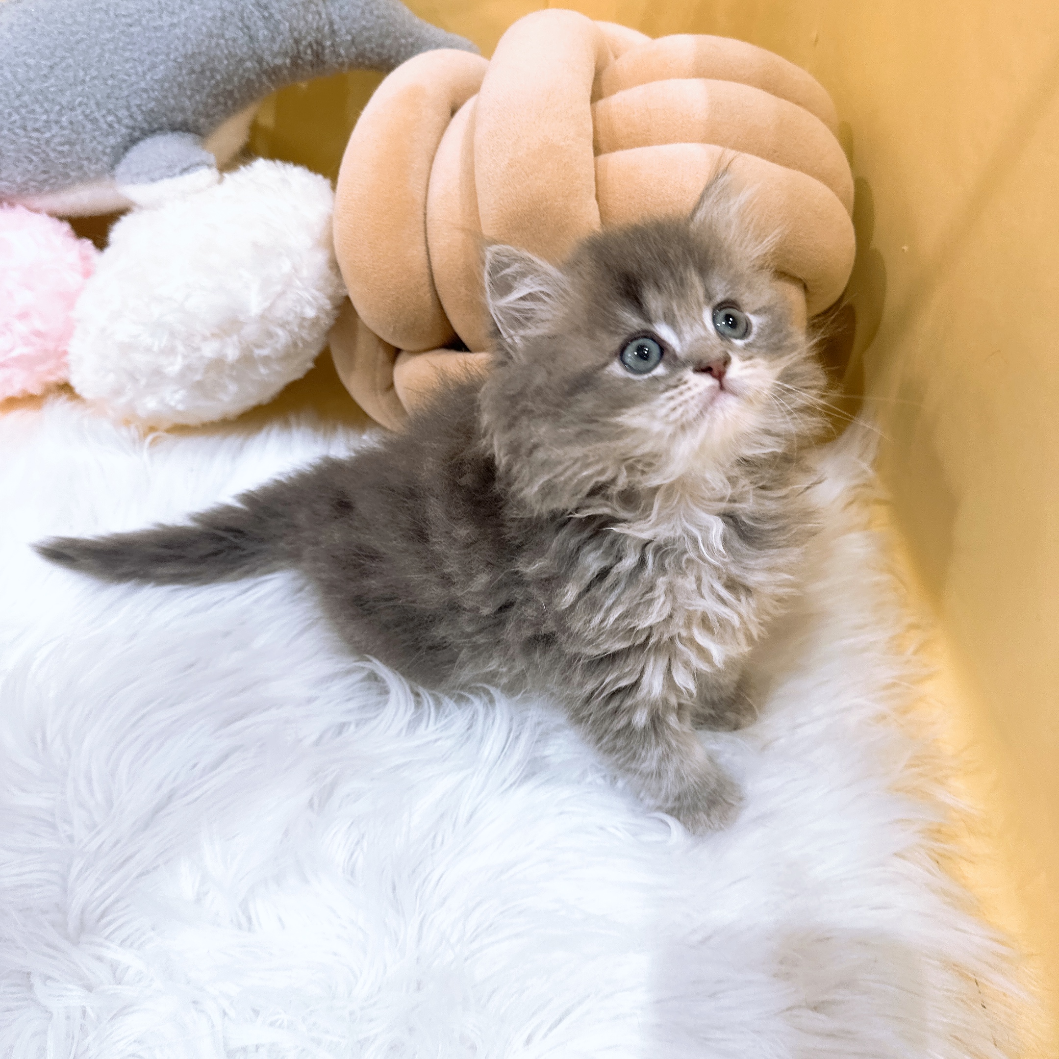 神奈川県のミヌエット (犬の家＆猫の里元住吉ブレーメン通り店/2026年3月17日生まれ/男の子/ブルーチンチラゴールデン)の子猫の4枚目の画像