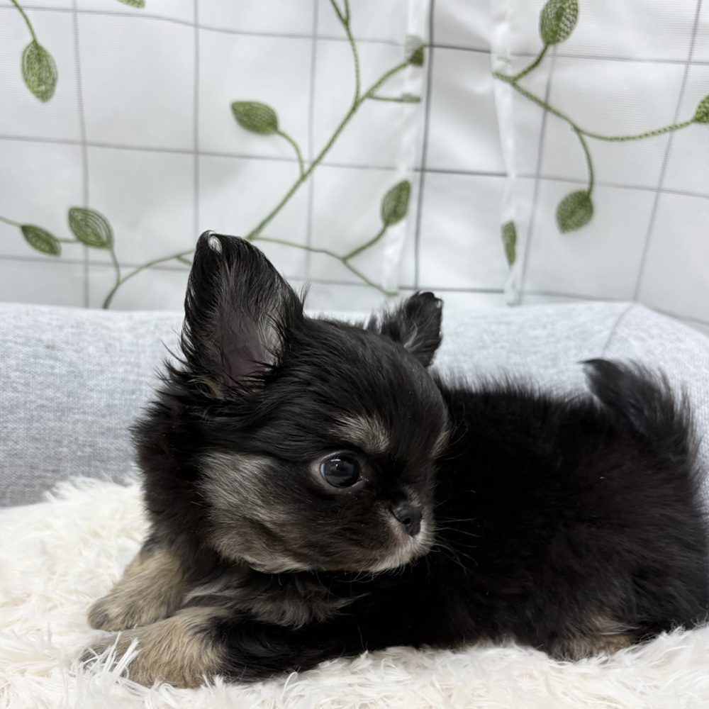 長野県のチワワ(ロング) (犬の家＆猫の里塩尻店/2026年3月13日生まれ/男の子/ブラックタンホワイト)の子犬の4枚目の画像