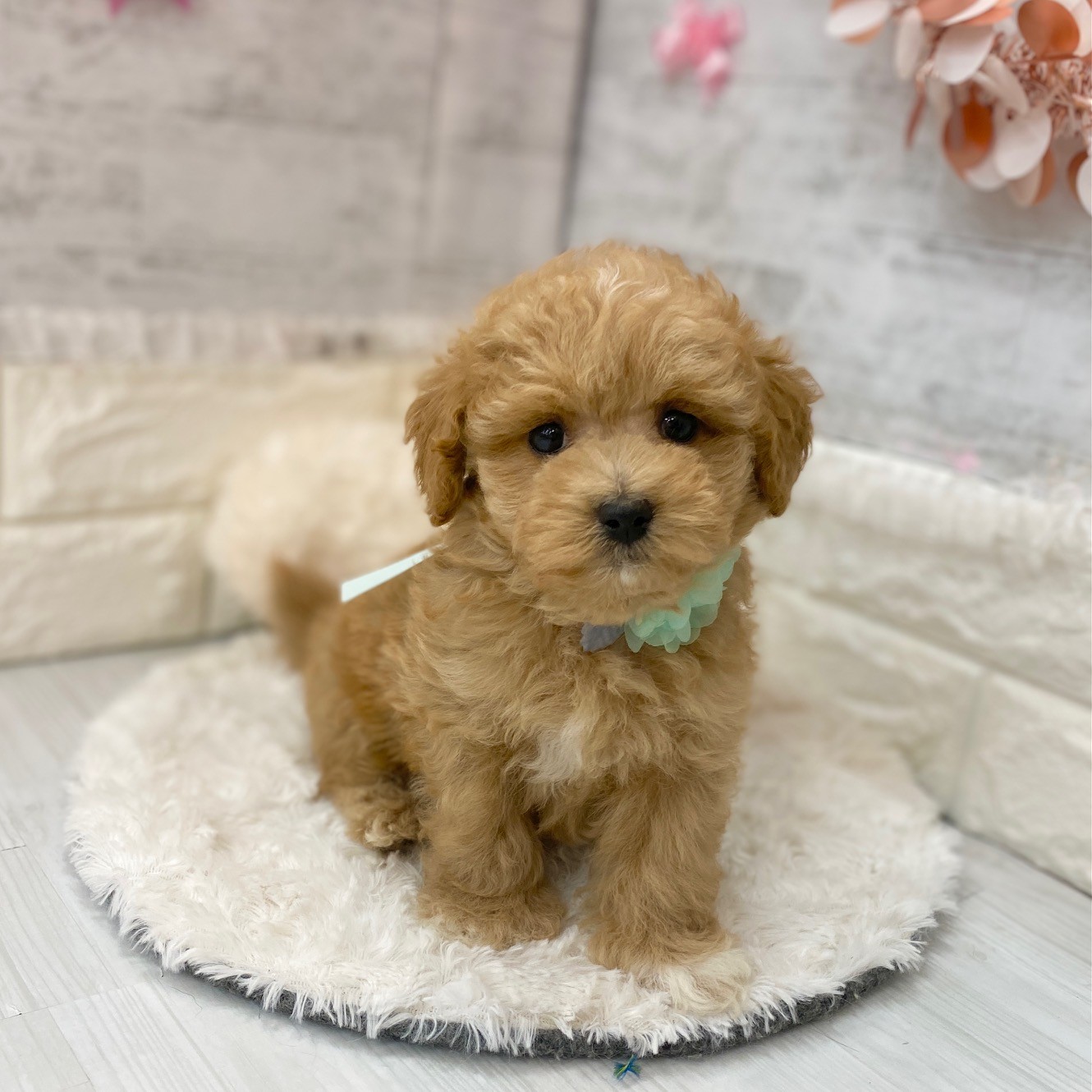 静岡県のマルプー(マルチーズ×プードル) (犬の家＆猫の里プレ葉ウォーク浜北店/2026年3月15日生まれ/男の子/アプリコット)の子犬の4枚目の画像