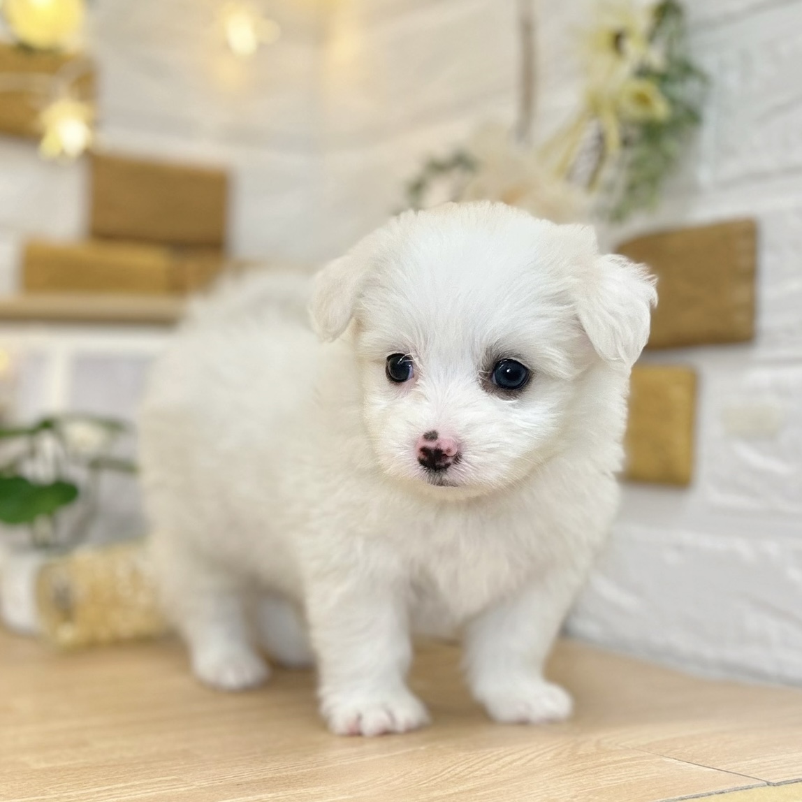 千葉県のポメマル/マルポメ(ポメラニアン×マルチーズ) (犬の家＆猫の里ワンズモール稲毛店/2026年3月13日生まれ/女の子/ホワイト)の子犬の4枚目の画像