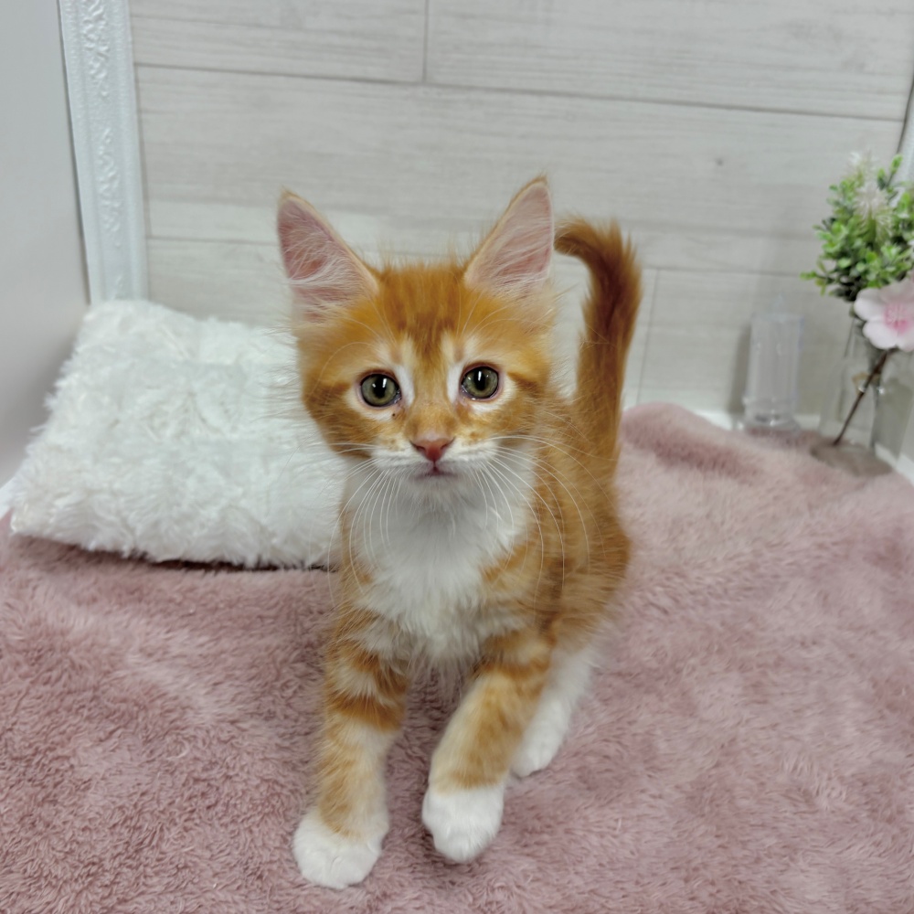 神奈川県のメインクーン (犬の家＆猫の里相模原店/2026年3月15日生まれ/女の子/レッドタビーホワイト)の子猫の4枚目の画像