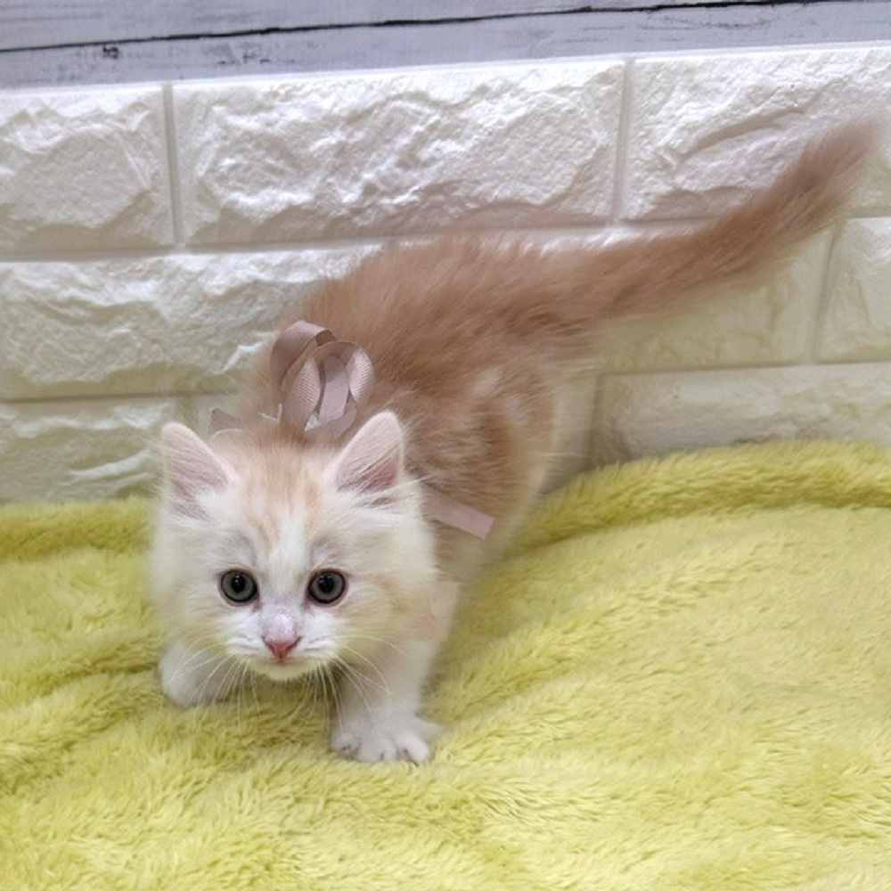 静岡県のラガマフィン (犬の家＆猫の里アミーゴ浜松和田店/2026年3月17日生まれ/男の子/クリームタビーホワイト)の子猫の4枚目の画像