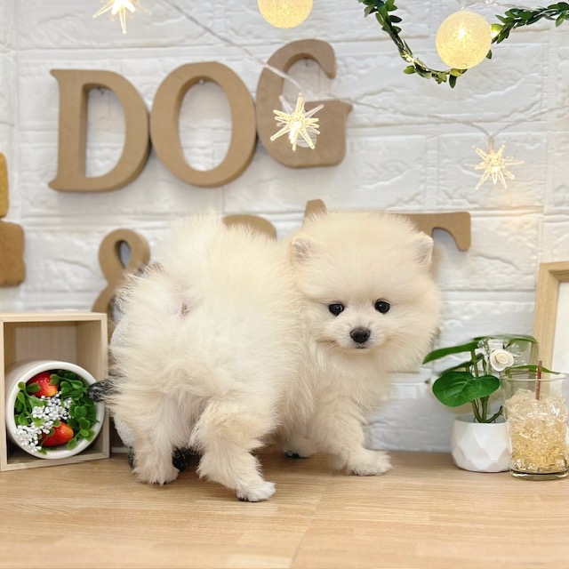 千葉県のポメラニアン (犬の家＆猫の里ワンズモール稲毛店/2026年3月17日生まれ/女の子/クリーム)の子犬の4枚目の画像