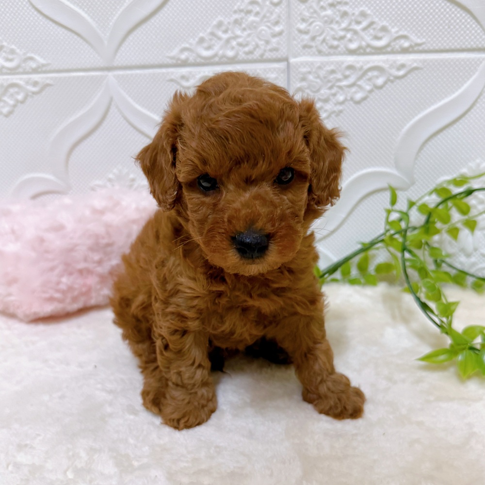 愛知県のトイプードル(トイ) (犬の家＆猫の里岡崎店/2026年3月15日生まれ/男の子/レッド)の子犬の4枚目の画像