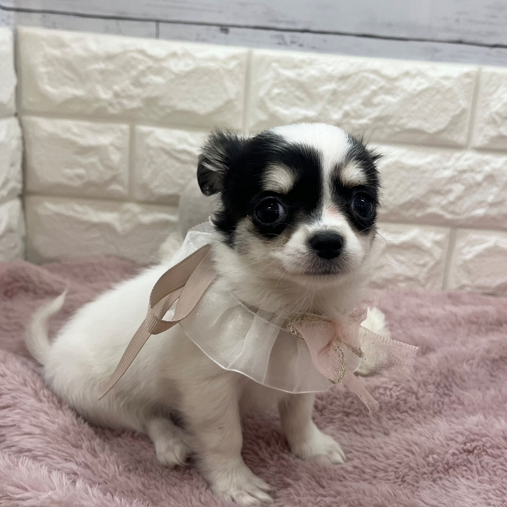 静岡県のチワワ(ロング) (犬の家＆猫の里アミーゴ浜松和田店/2026年3月17日生まれ/女の子/ブラックホワイト)の子犬の4枚目の画像