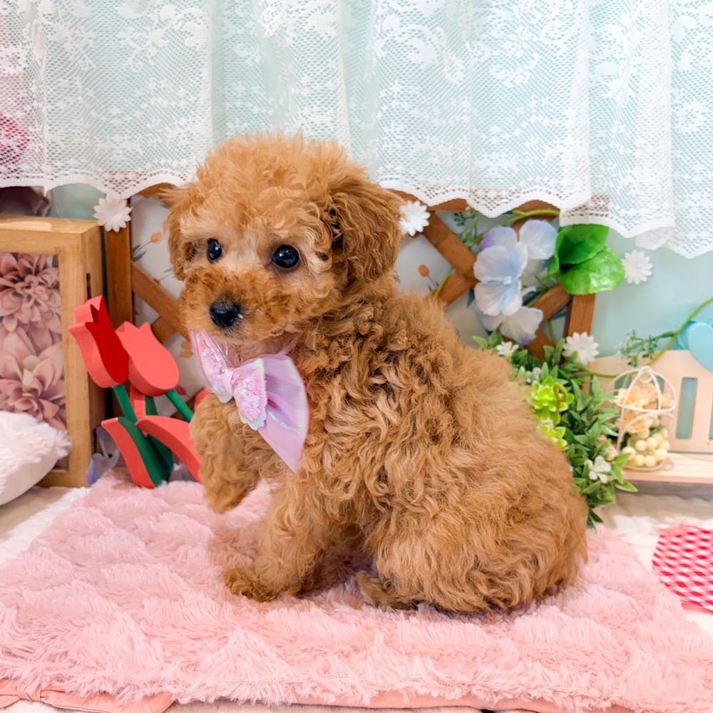 静岡県のトイプードル(トイ) (犬の家＆猫の里富士店/2026年3月16日生まれ/女の子/アプリコット)の子犬の4枚目の画像