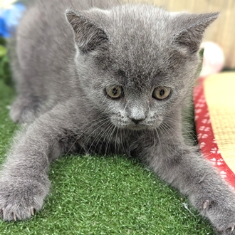 神奈川県のブリティッシュショートヘアー (犬の家＆猫の里小田原店/2026年3月16日生まれ/男の子/ブルー)の子猫の4枚目の画像