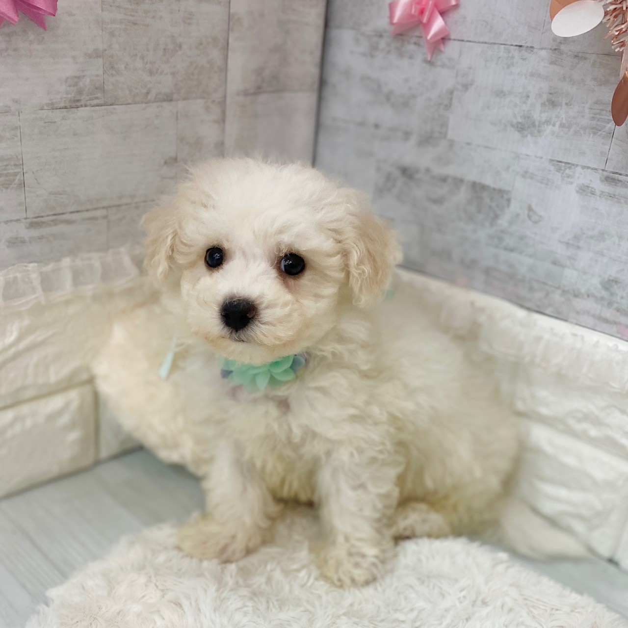 静岡県のビションフリーゼ (犬の家＆猫の里プレ葉ウォーク浜北店/2026年3月15日生まれ/男の子/ホワイト)の子犬の4枚目の画像