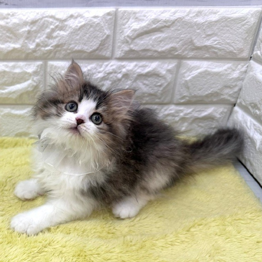 静岡県のマンチカン (犬の家＆猫の里アミーゴ浜松和田店/2026年3月16日生まれ/女の子/ブラウンタビーホワイト)の子猫の4枚目の画像