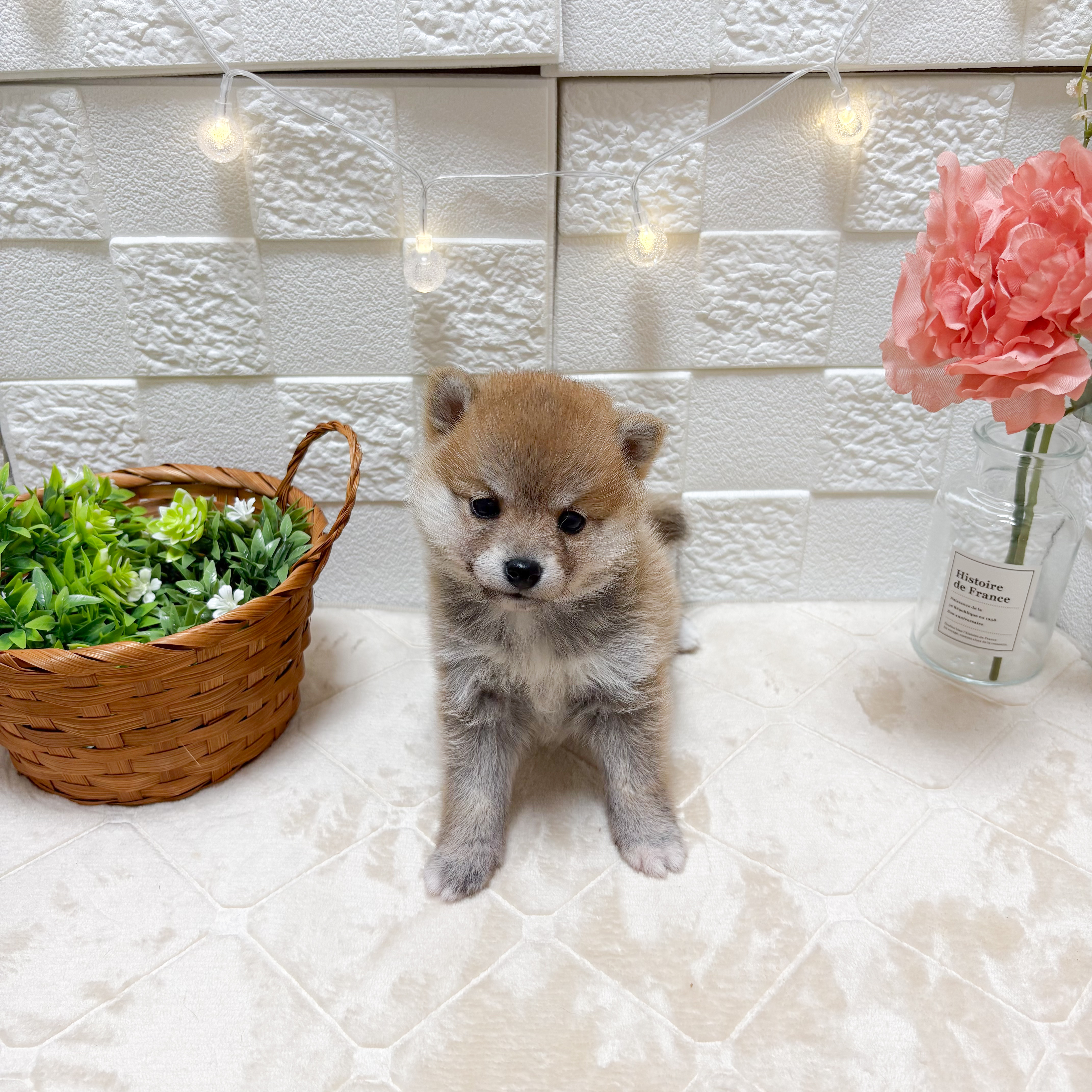 東京都の豆柴 (犬の家＆猫の里ペットフォレスト小平店/2026年3月17日生まれ/女の子/赤)の子犬の4枚目の画像