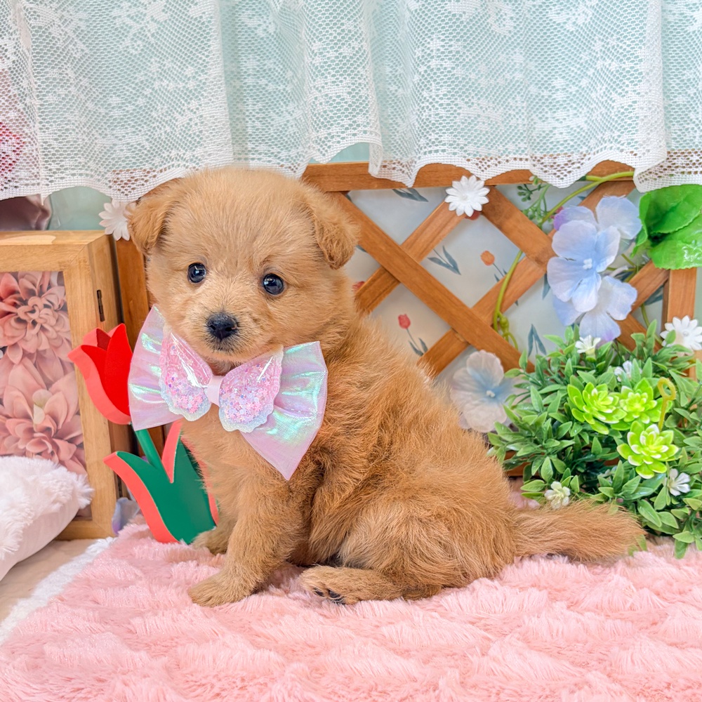 静岡県のポメプー(ポメラニアン×プードル) (犬の家＆猫の里富士店/2026年3月15日生まれ/女の子/アプリコット)の子犬の4枚目の画像