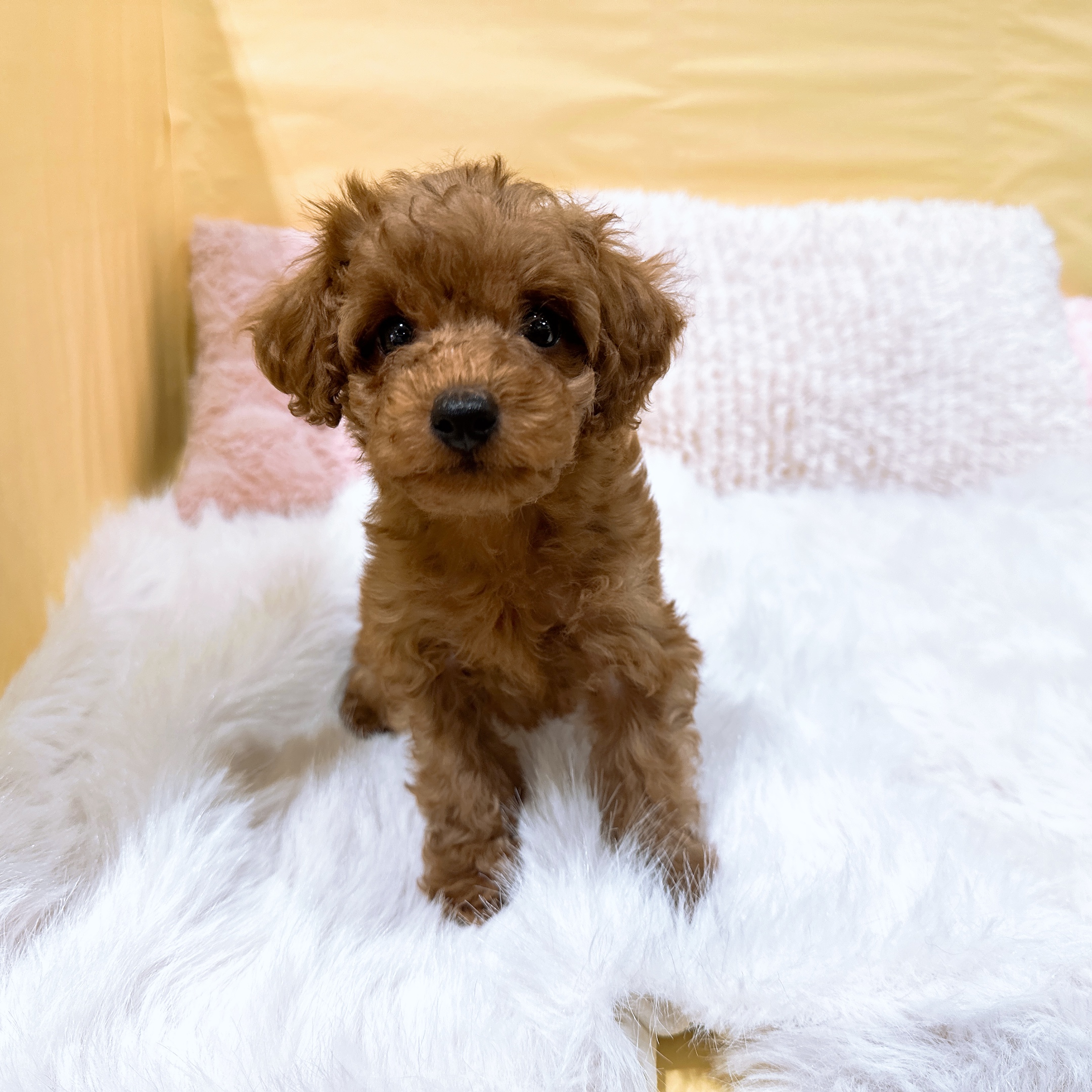 神奈川県のトイプードル(トイ) (犬の家＆猫の里元住吉ブレーメン通り店/2026年3月14日生まれ/男の子/レッド)の子犬の4枚目の画像