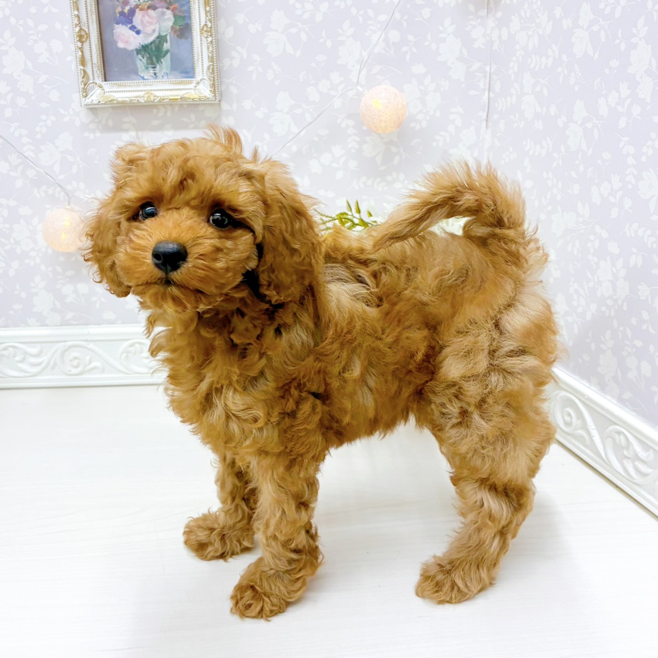 富山県のトイプードル(トイ) (犬の家＆猫の里アミーゴ山室店/2026年3月14日生まれ/女の子/レッド)の子犬の4枚目の画像