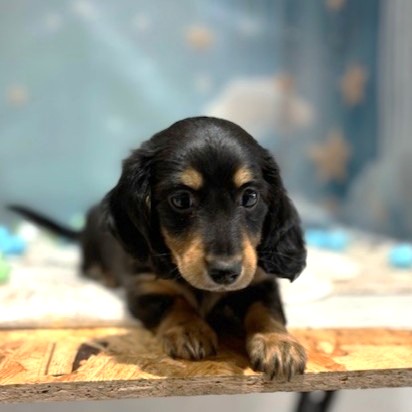 福岡県のミニチュアダックスフンド(ロング) (犬の家＆猫の里トリアス久山店/2026年3月14日生まれ/女の子/ブラックタン)の子犬の4枚目の画像