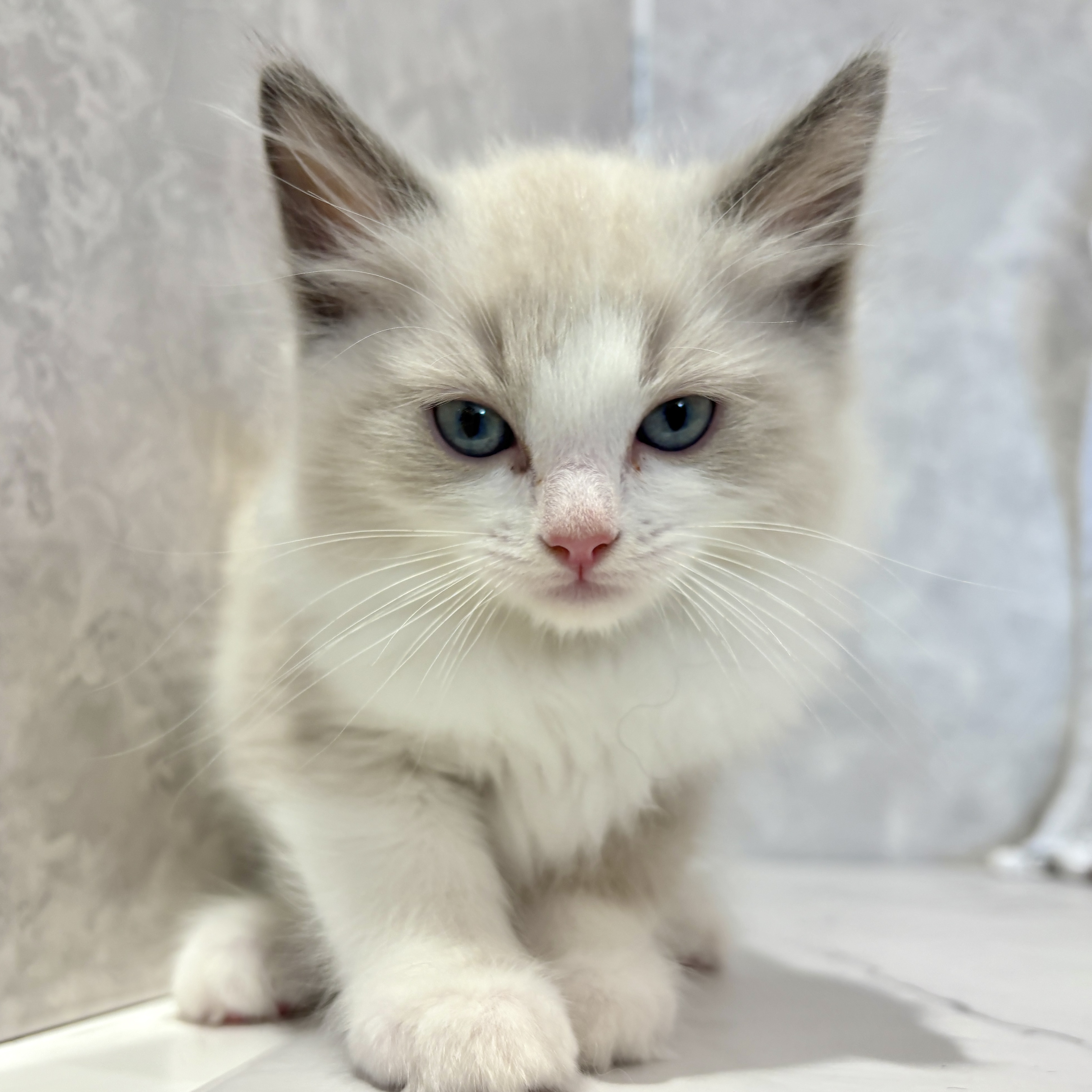 福岡県のラグドール (犬の家＆猫の里くりえいと宗像店/2026年3月14日生まれ/男の子/ブルーポイントバイカラー)の子猫の4枚目の画像
